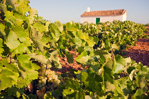 un campo de viñedos de bodegas Ayuso.
